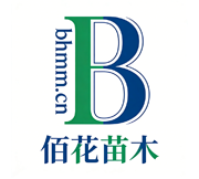 佰花苗木无花果