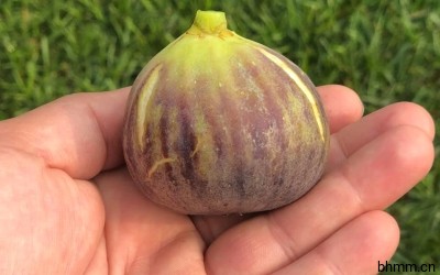 巴斯最爱无花果BFF, Bass Favorite Fig Introduced