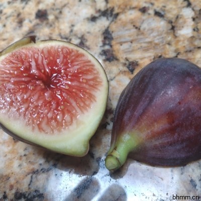 Italian 258 I258 意大利258