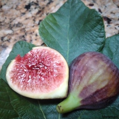 Italian 258 I258 意大利258