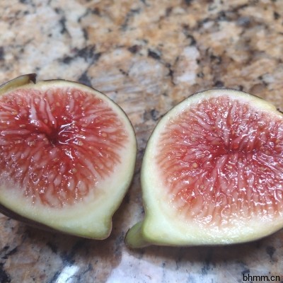 Italian 258 I258 意大利258