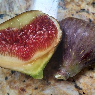 Black Zadar Fig  黑扎达尔无花果