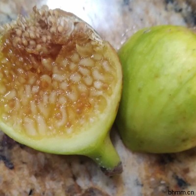 Atushi White阿提什白色无花果