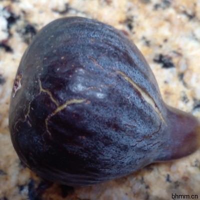 黑马德拉无花果（Black Madeira Fig