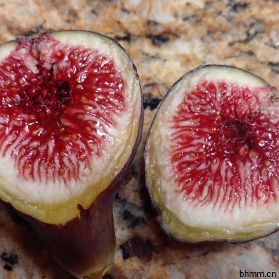 黑马德拉无花果（Black Madeira Fig